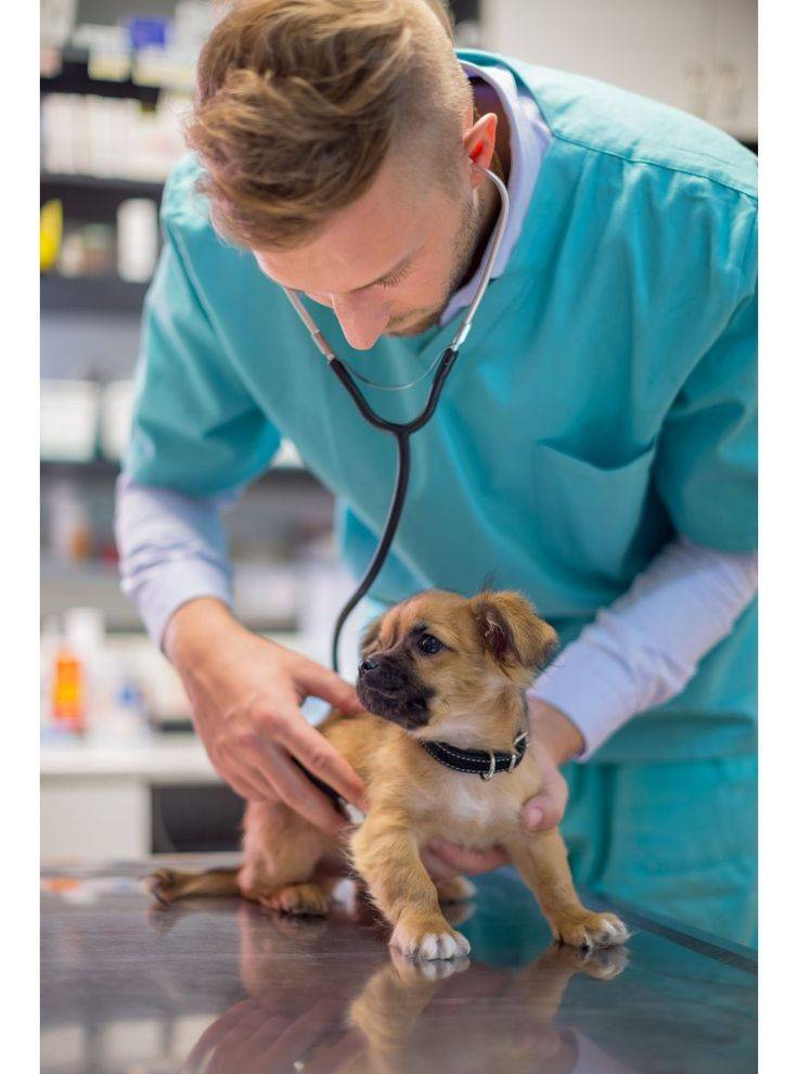 Pet clinic doctor
