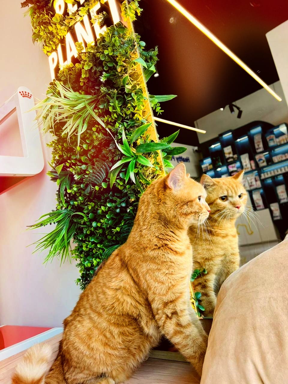 love and care of your pet