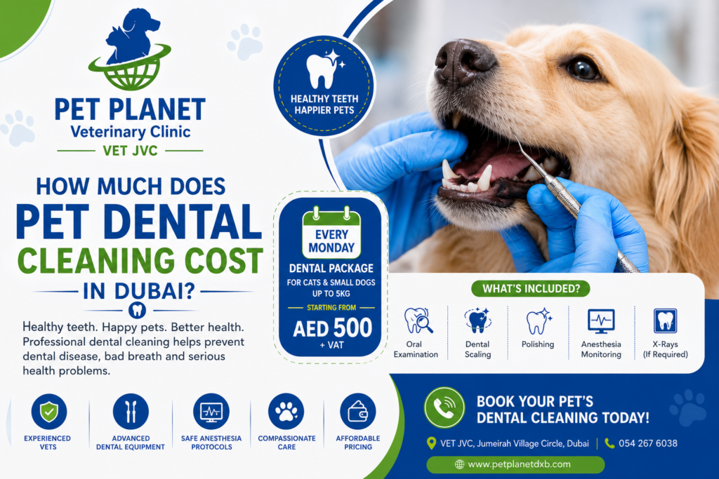 Best Pet Dental Cleaning