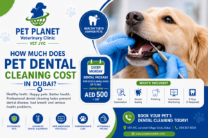 How Much Does Pet Dental Cleaning Cost in Dubai?