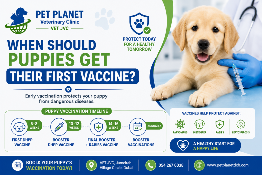 Puppies Get Their First Vaccine