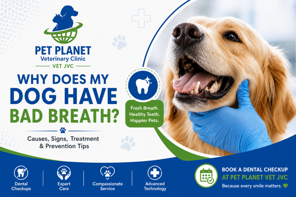 Dog’s Breath Smells Bad