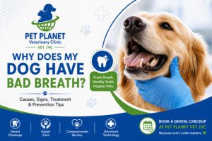 Why Does My Dog Have Bad Breath?