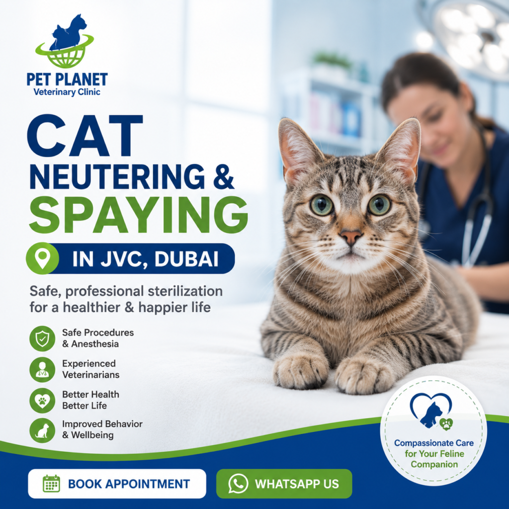 Cat Neutering & Spaying