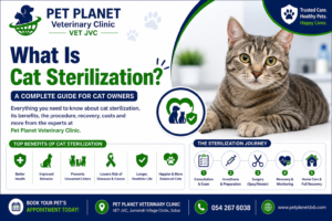 What Is Cat Sterilization? Complete Guide for Cat Owners