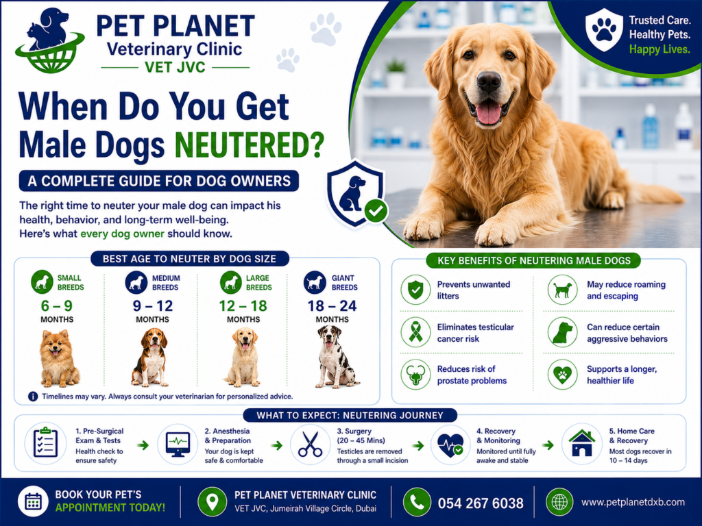 When Do You Get Male Dogs Neutered