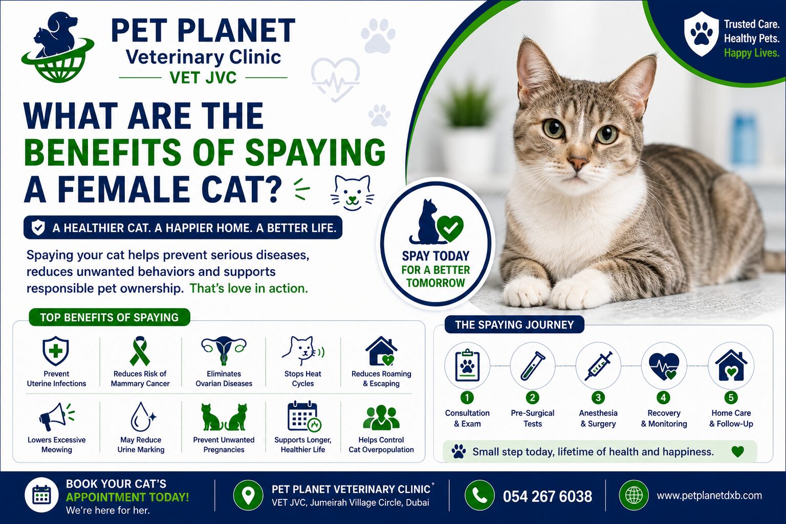 What Are the Benefits of Spaying a Female Cat
